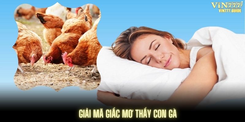 Giải mã giấc mơ thấy gà theo phương pháp luận số của chuyên gia