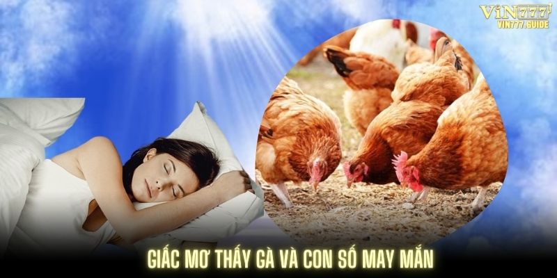 Những con số may mắn khi mơ thấy gà